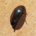 Large Water Beetles - Hydrophilus (Hydrophilus) brevispina, Alice Springs NT