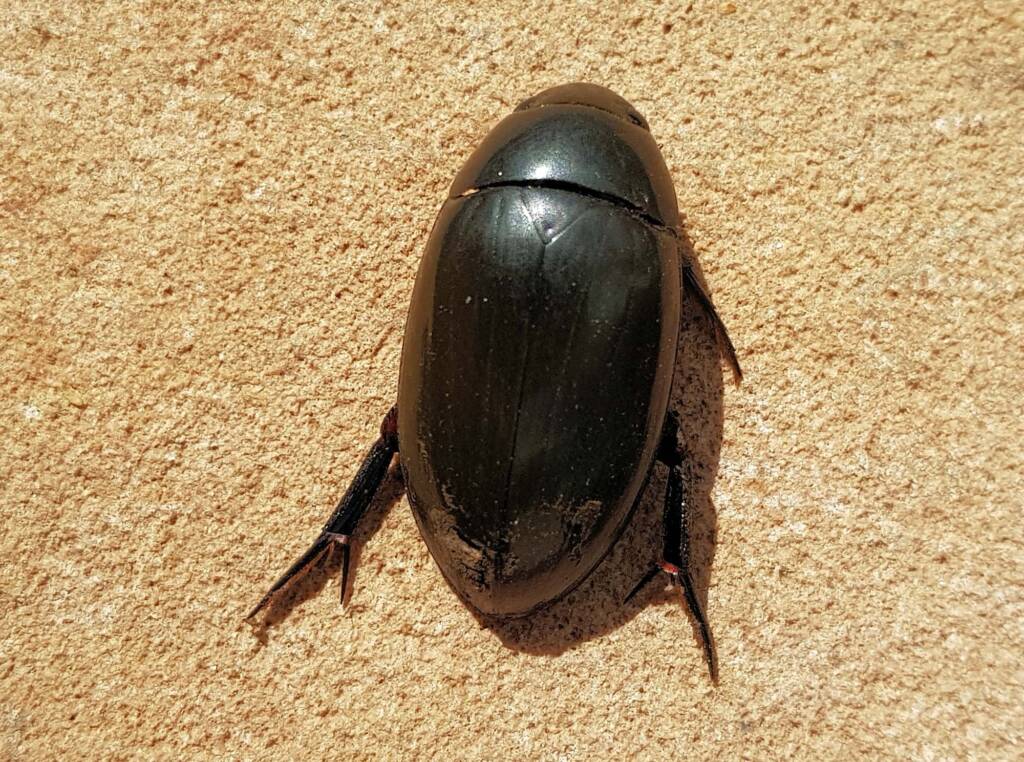 Large Water Beetles - Hydrophilus (Hydrophilus) brevispina, Alice Springs NT