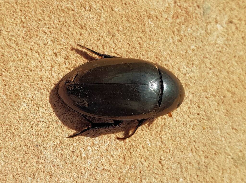 Large Water Beetles - Hydrophilus (Hydrophilus) brevispina, Alice Springs NT