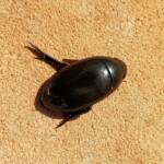 Large Water Beetles - Hydrophilus (Hydrophilus) brevispina, Alice Springs NT