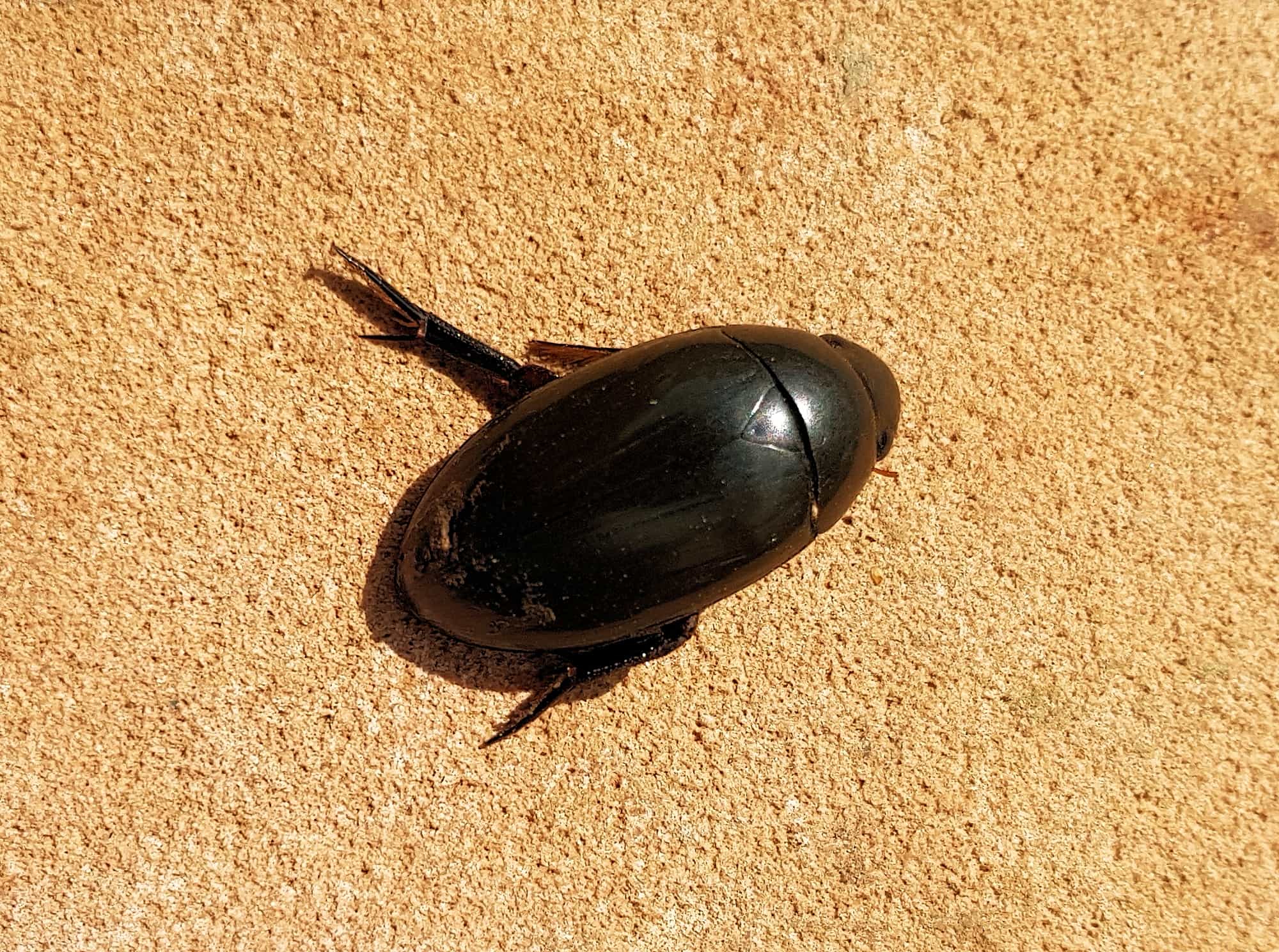 Large Water Beetles - Hydrophilus (Hydrophilus) brevispina, Alice Springs NT