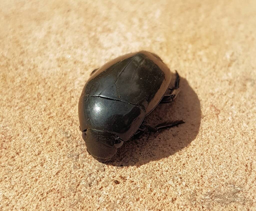 Large Water Beetles - Hydrophilus (Hydrophilus) brevispina, Alice Springs NT