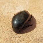 Large Water Beetles - Hydrophilus (Hydrophilus) brevispina, Alice Springs NT