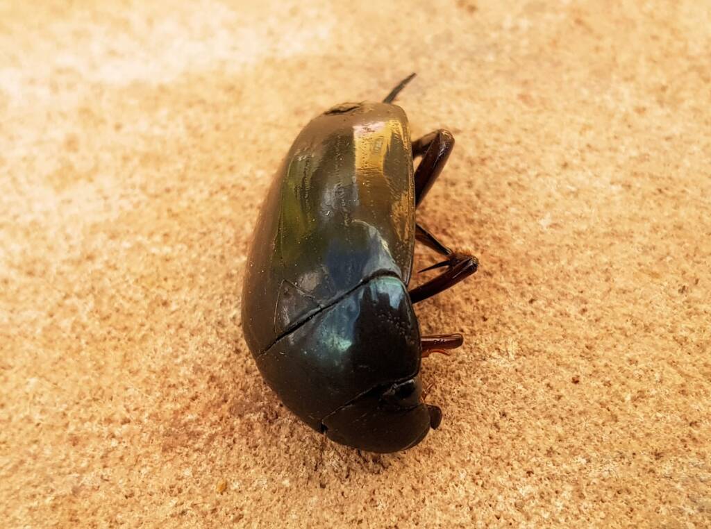 Large Water Beetles - Hydrophilus (Hydrophilus) brevispina, Alice Springs NT