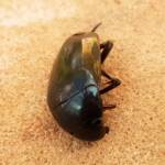 Large Water Beetles - Hydrophilus (Hydrophilus) brevispina, Alice Springs NT