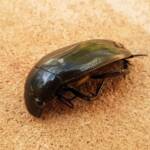 Large Water Beetles - Hydrophilus (Hydrophilus) brevispina, Alice Springs NT