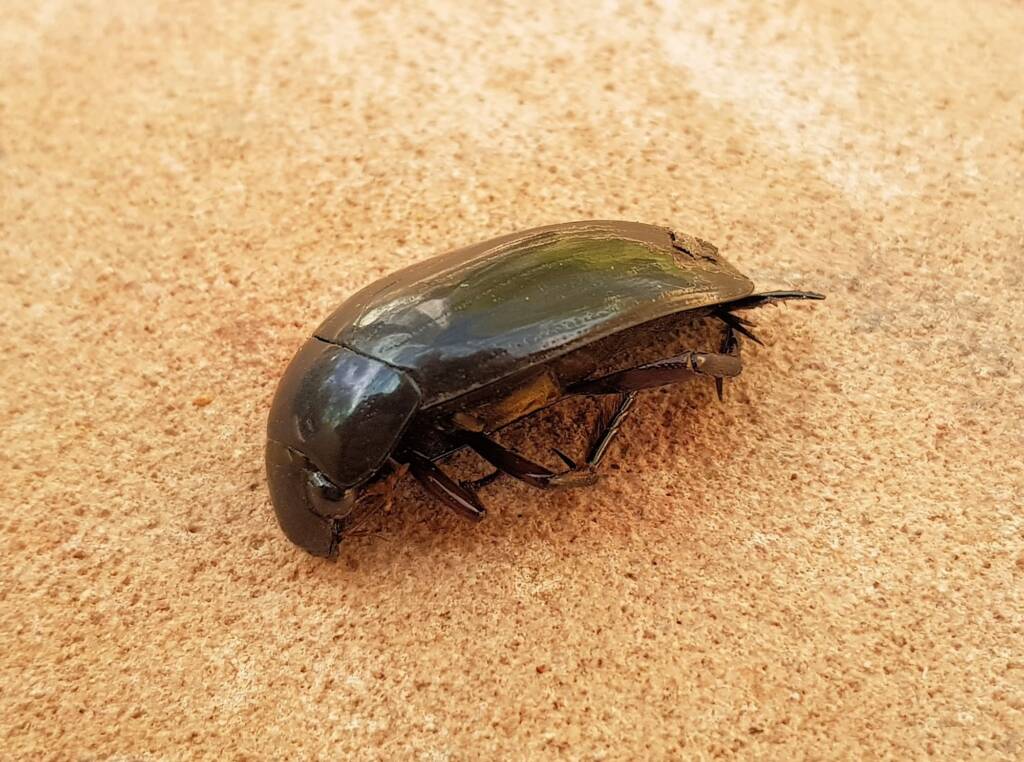 Large Water Beetles - Hydrophilus (Hydrophilus) brevispina, Alice Springs NT
