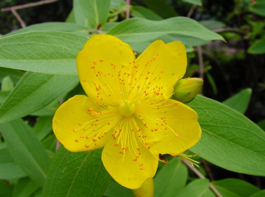 St Johns Wort (Hypericum oblongifolium), Royal Botanic Garden Sydney NSW