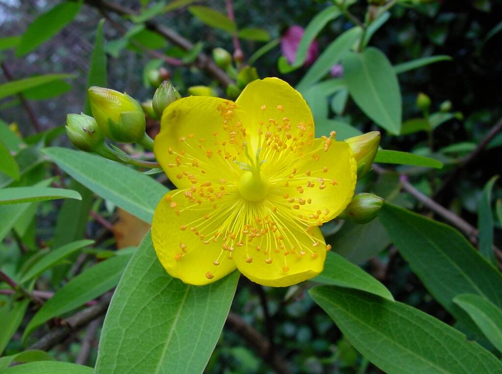 St Johns Wort (Hypericum oblongifolium), Royal Botanic Garden Sydney NSW