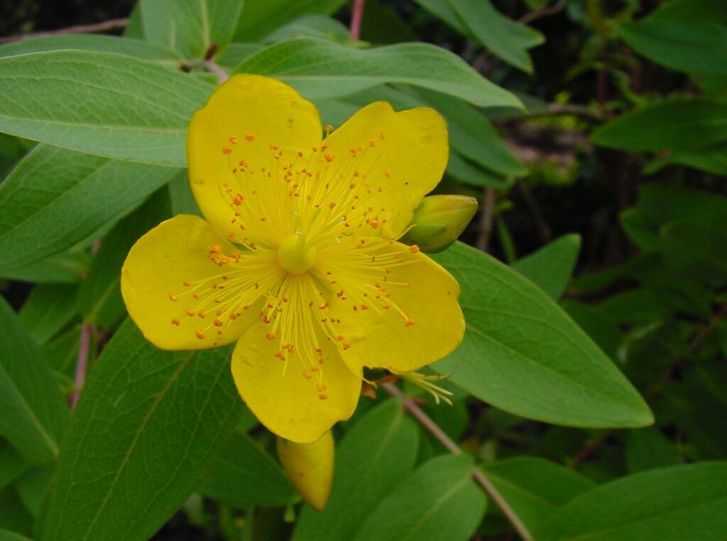 St Johns Wort (Hypericum oblongifolium), Royal Botanic Garden Sydney NSW