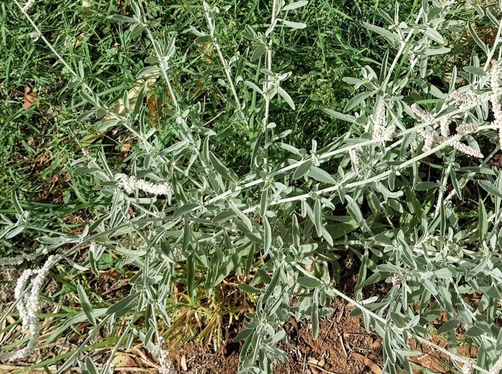 Kapok Bush (Aerva javanica), Alice Springs NT