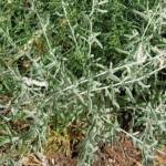 Kapok Bush (Aerva javanica), Alice Springs NT