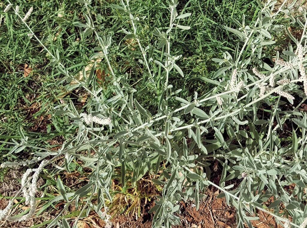 Kapok Bush (Aerva javanica), Alice Springs NT