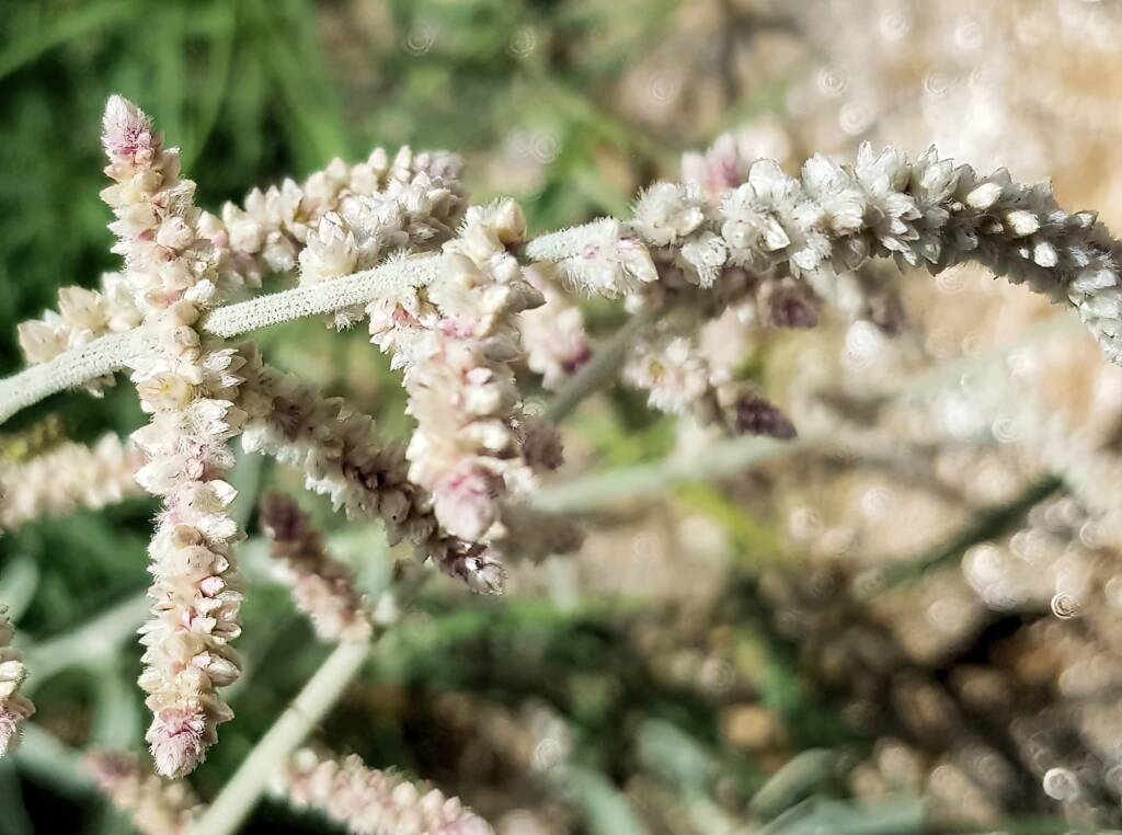 Kapok Bush (Aerva javanica), Alice Springs NT