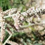 Kapok Bush (Aerva javanica), Alice Springs NT