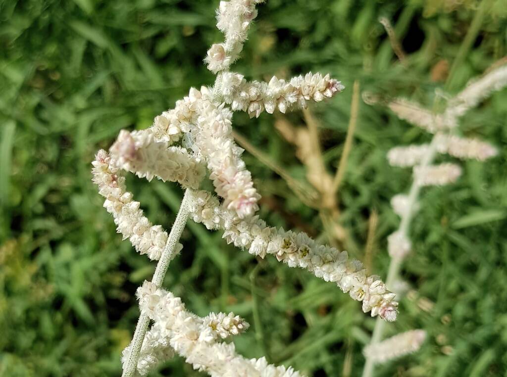 Kapok Bush (Aerva javanica), Alice Springs NT