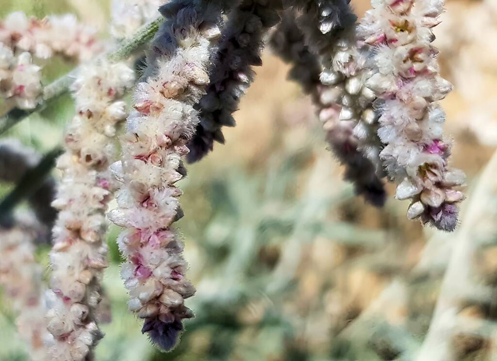 Kapok Bush (Aerva javanica), Alice Springs NT