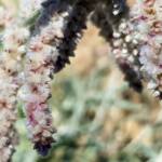 Kapok Bush (Aerva javanica), Alice Springs NT