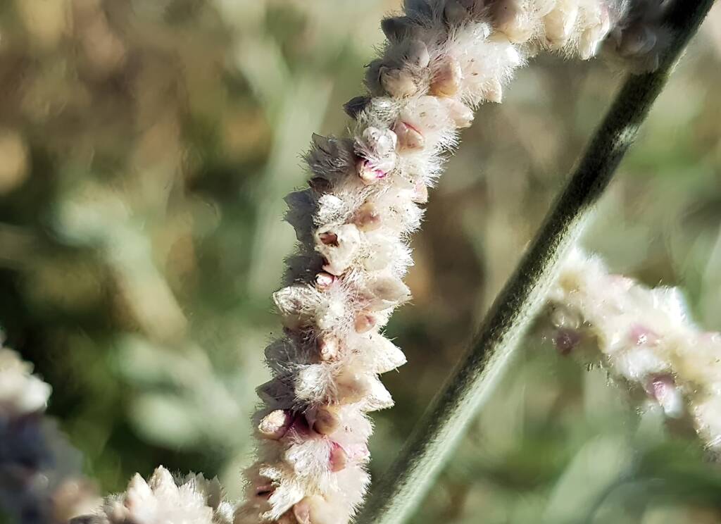 Kapok Bush (Aerva javanica), Alice Springs NT