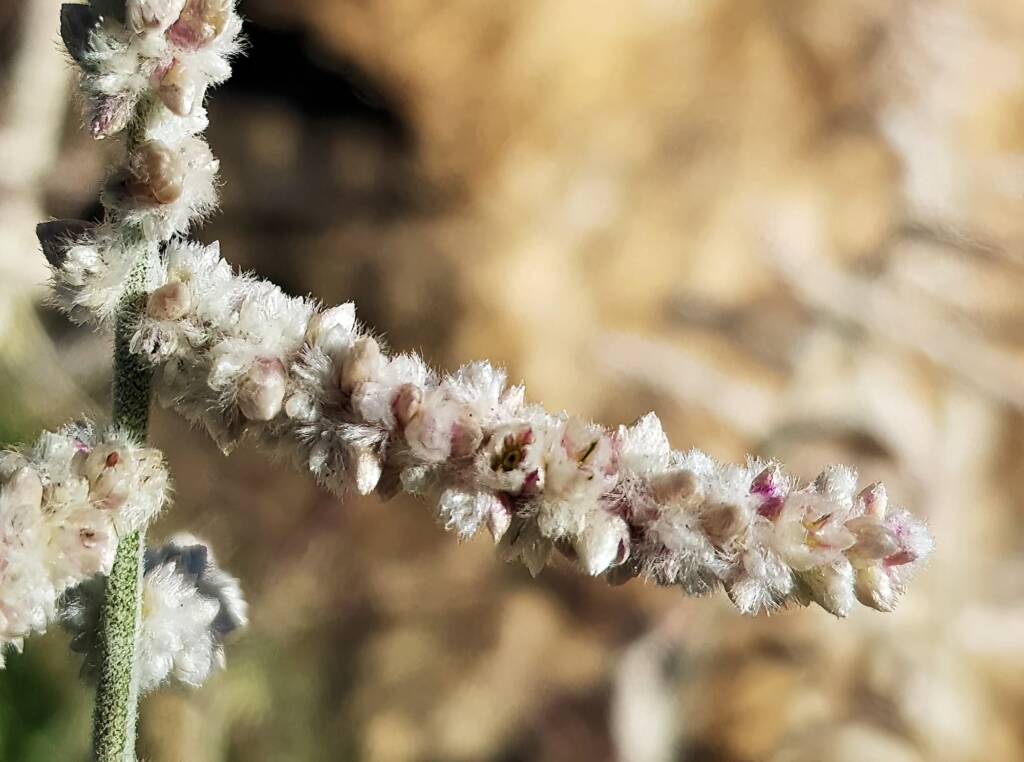 Kapok Bush (Aerva javanica), Alice Springs NT