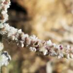 Kapok Bush (Aerva javanica), Alice Springs NT