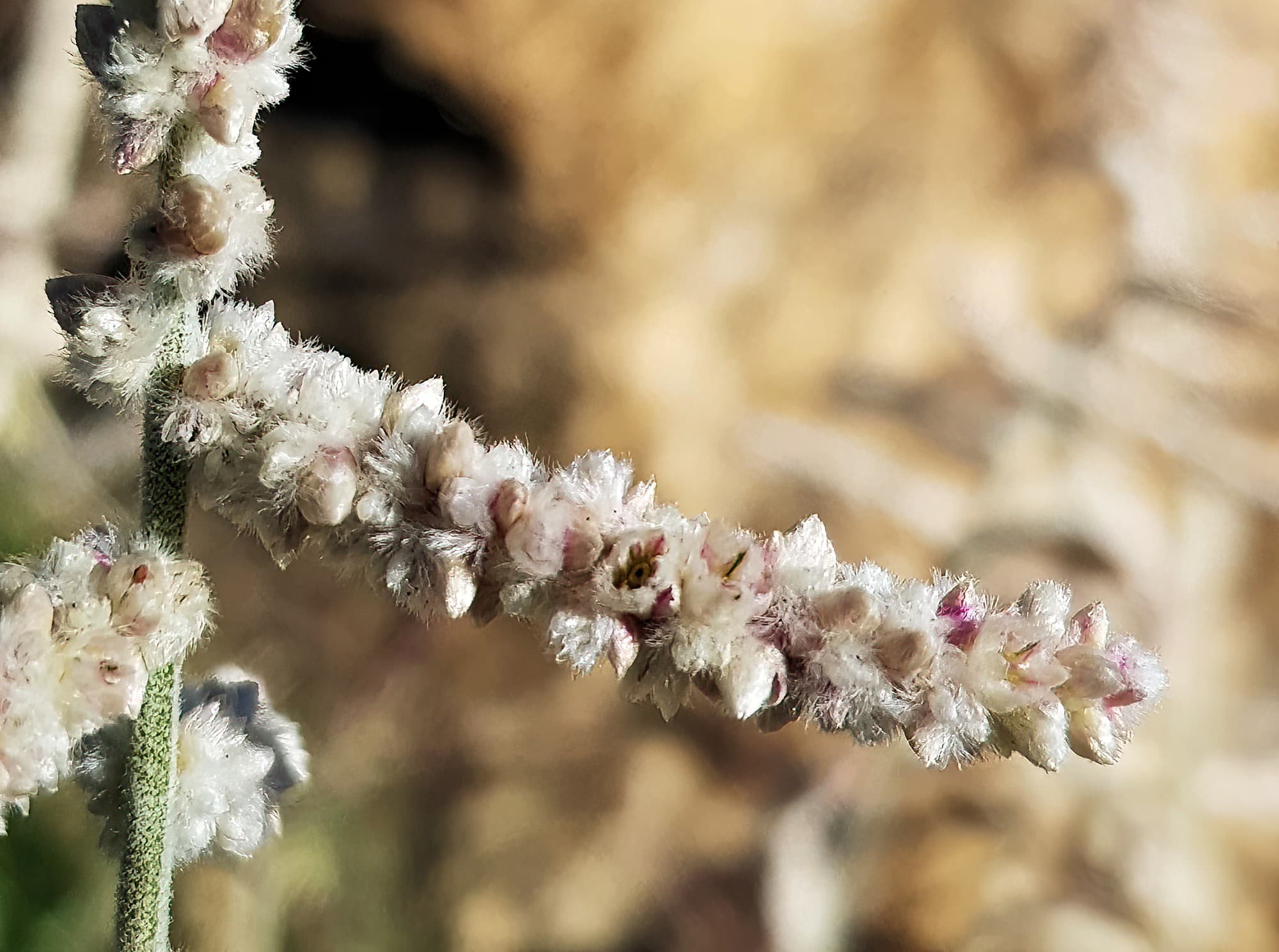 Kapok Bush (Aerva javanica), Alice Springs NT