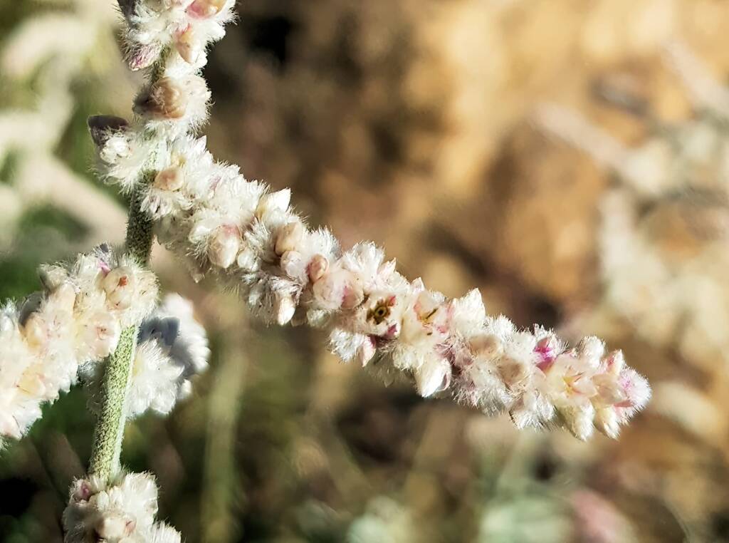 Kapok Bush (Aerva javanica), Alice Springs NT