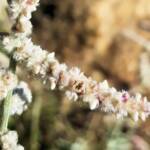Kapok Bush (Aerva javanica), Alice Springs NT