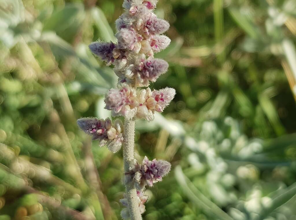 Kapok Bush (Aerva javanica), Alice Springs NT