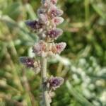 Kapok Bush (Aerva javanica), Alice Springs NT