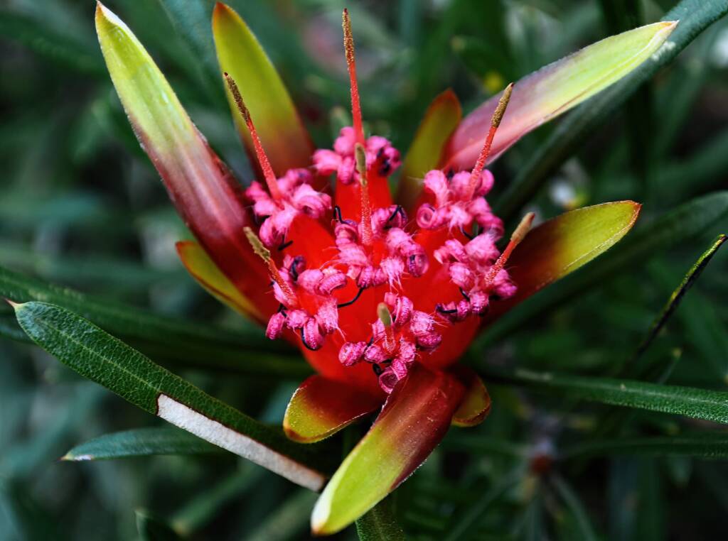 Mountain Devil (Lambertia formosa), Blue Mountains NSW © Andi Leel