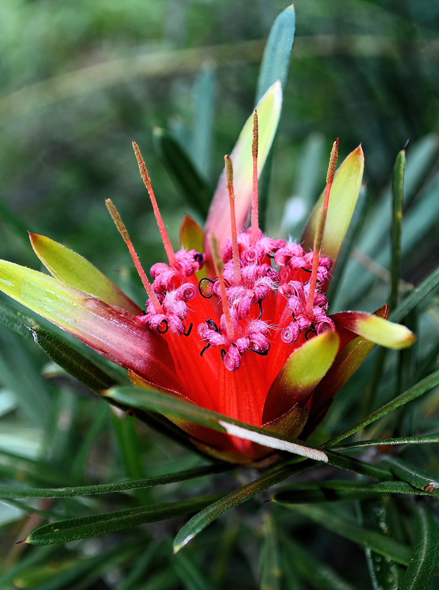 Mountain Devil (Lambertia formosa), Blue Mountains NSW © Andi Leel