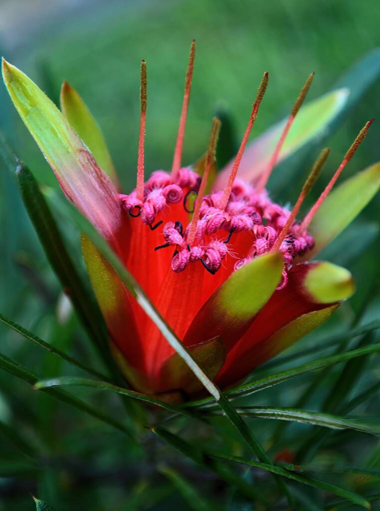 Mountain Devil (Lambertia formosa), Blue Mountains NSW © Andi Leel