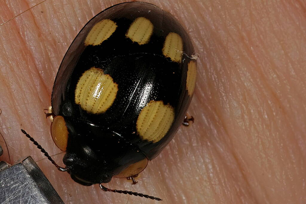 Blessed Leaf Beetle (Paropsisterna beata), Ballandean QLD © Marc Newman