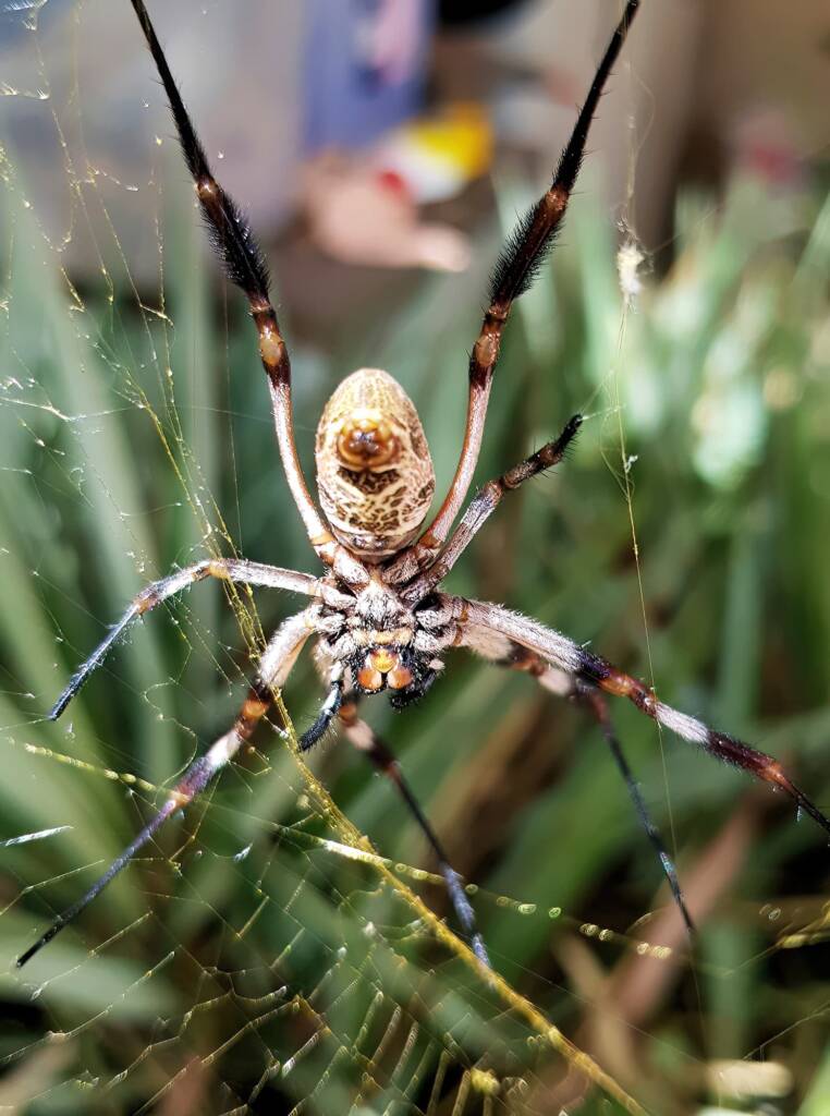 Female Golden Orb-weaver Spider (Trichonephila edulis) missing part of leg, Alice Springs NT