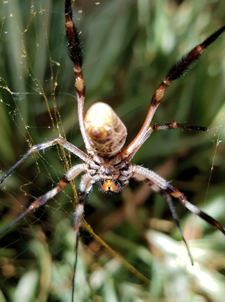 Female Golden Orb-weaver Spider (Trichonephila edulis) missing part of leg, Alice Springs NT