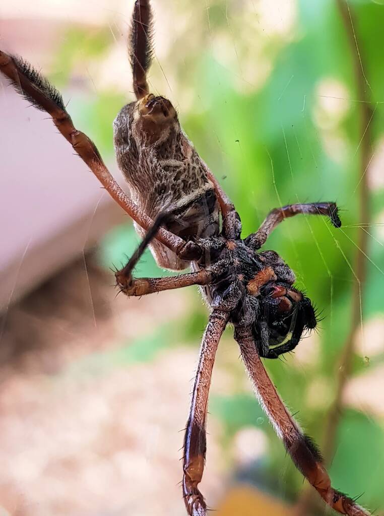 Female Golden Orb-weaver Spider (Trichonephila edulis) missing two legs, Alice Springs NT