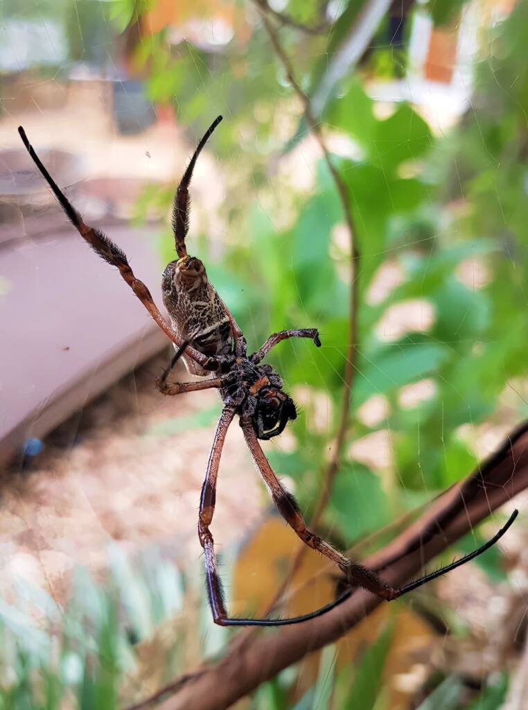 Female Golden Orb-weaver Spider (Trichonephila edulis) missing two legs, Alice Springs NT