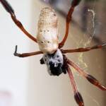 Female Golden Orb-weaver Spider (Trichonephila edulis) missing two legs, Alice Springs NT