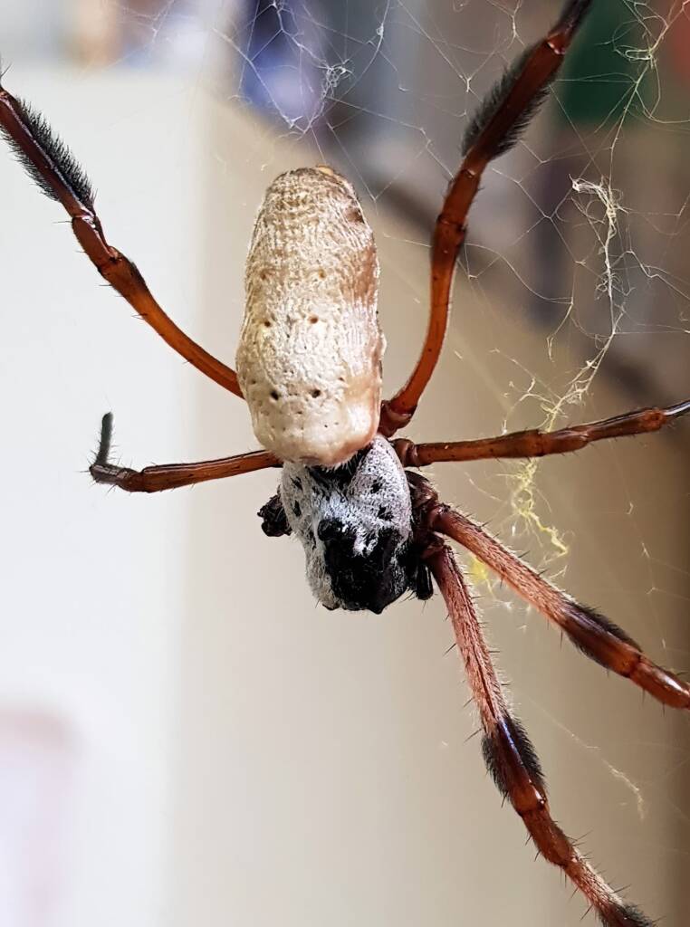 Female Golden Orb-weaver Spider (Trichonephila edulis) missing two legs, Alice Springs NT