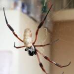 Female Golden Orb-weaver Spider (Trichonephila edulis) missing two legs, Alice Springs NT