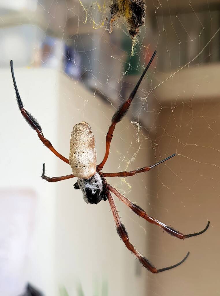 Female Golden Orb-weaver Spider (Trichonephila edulis) missing two legs, Alice Springs NT