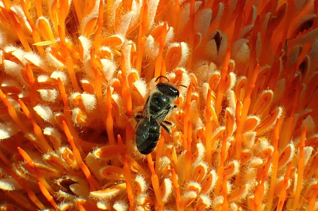 Leioproctus, Geraldton, Midwest WA © Gary Taylor