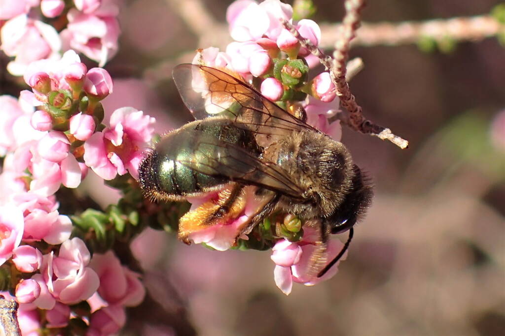 Leioproctus sp, Midwest WA © Gary Taylor