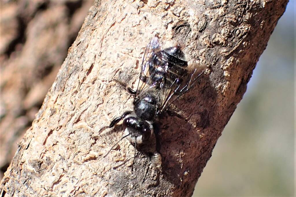 Male Leioproctus sp, Midwest WA © Gary Taylor