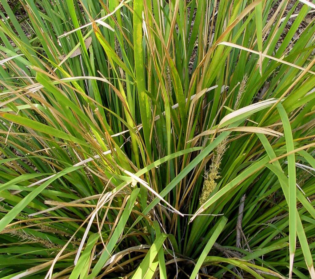 Mat Rush (Lomandra longifolia), Bundeena NSW