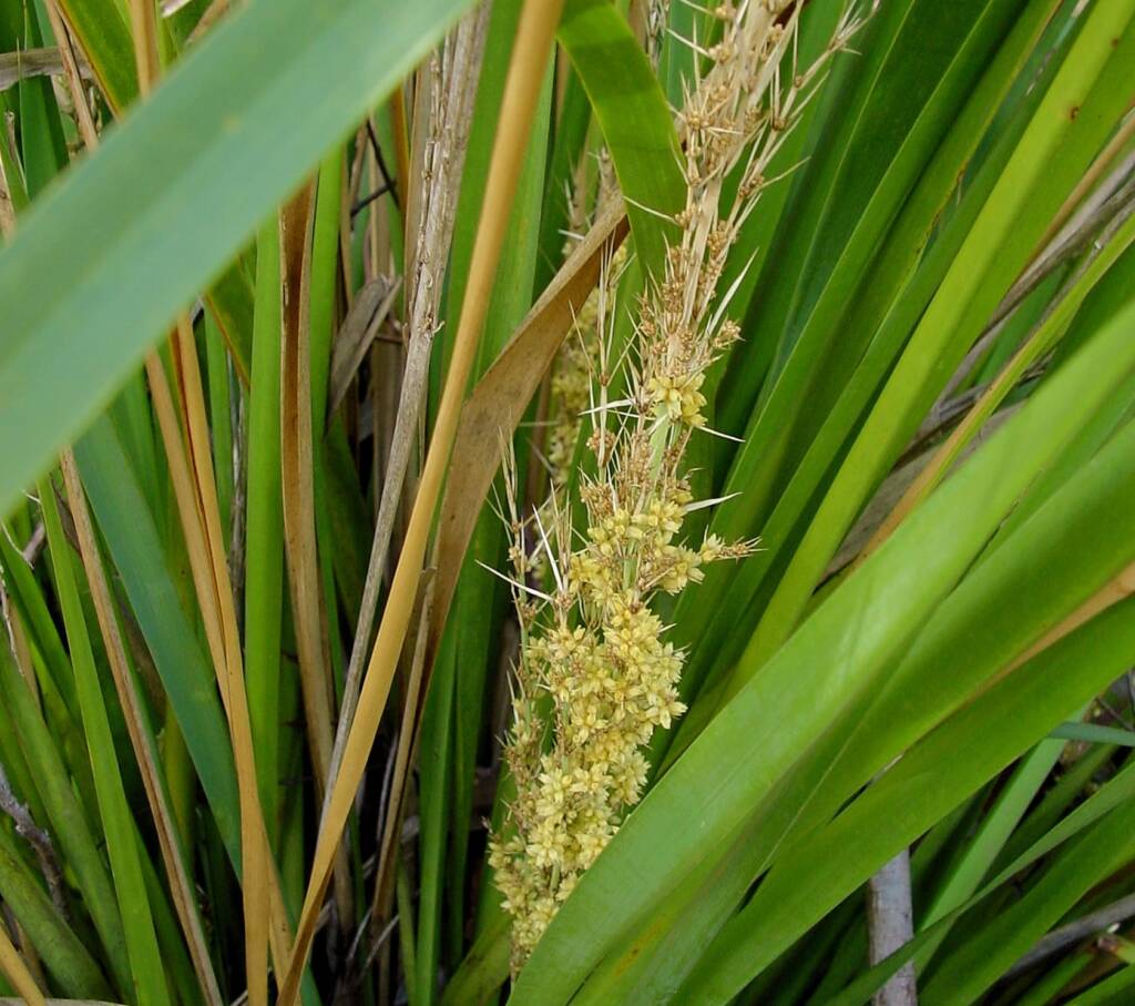 Mat Rush (Lomandra longifolia), Bundeena NSW