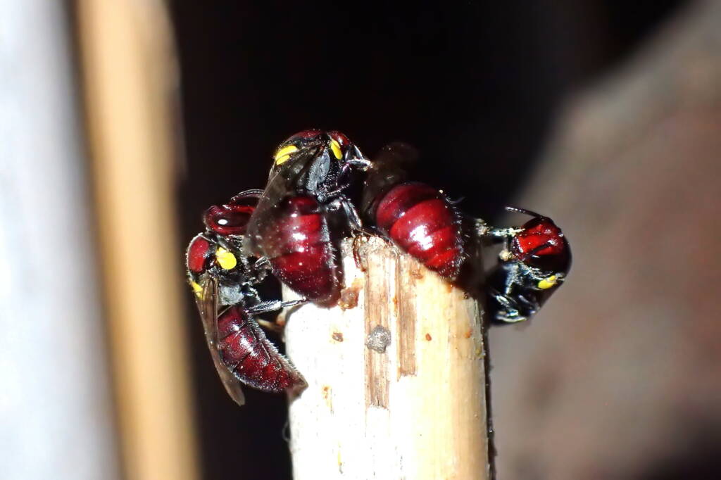 Meroglossa rubricata, Geraldton, Midwest WA © Gary Taylor