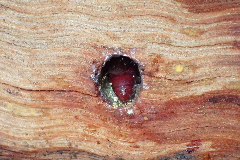 Meroglossa rubricata, Geraldton, Midwest WA © Gary Taylor
