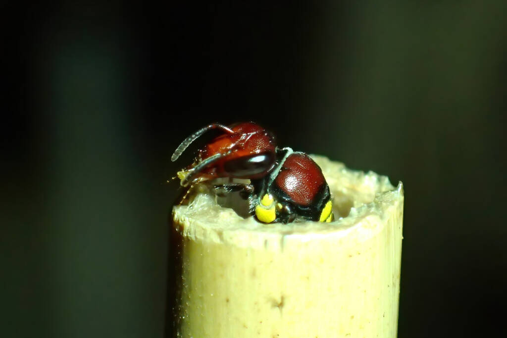Meroglossa rubricata, Geraldton, Midwest WA © Gary Taylor